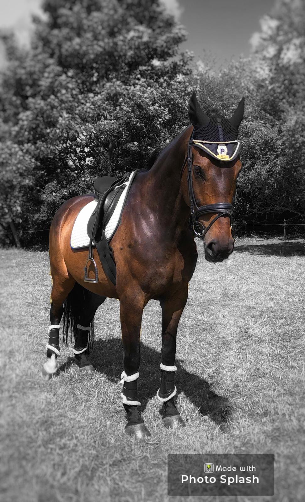 Dansk Varmblod Pelé billede 8