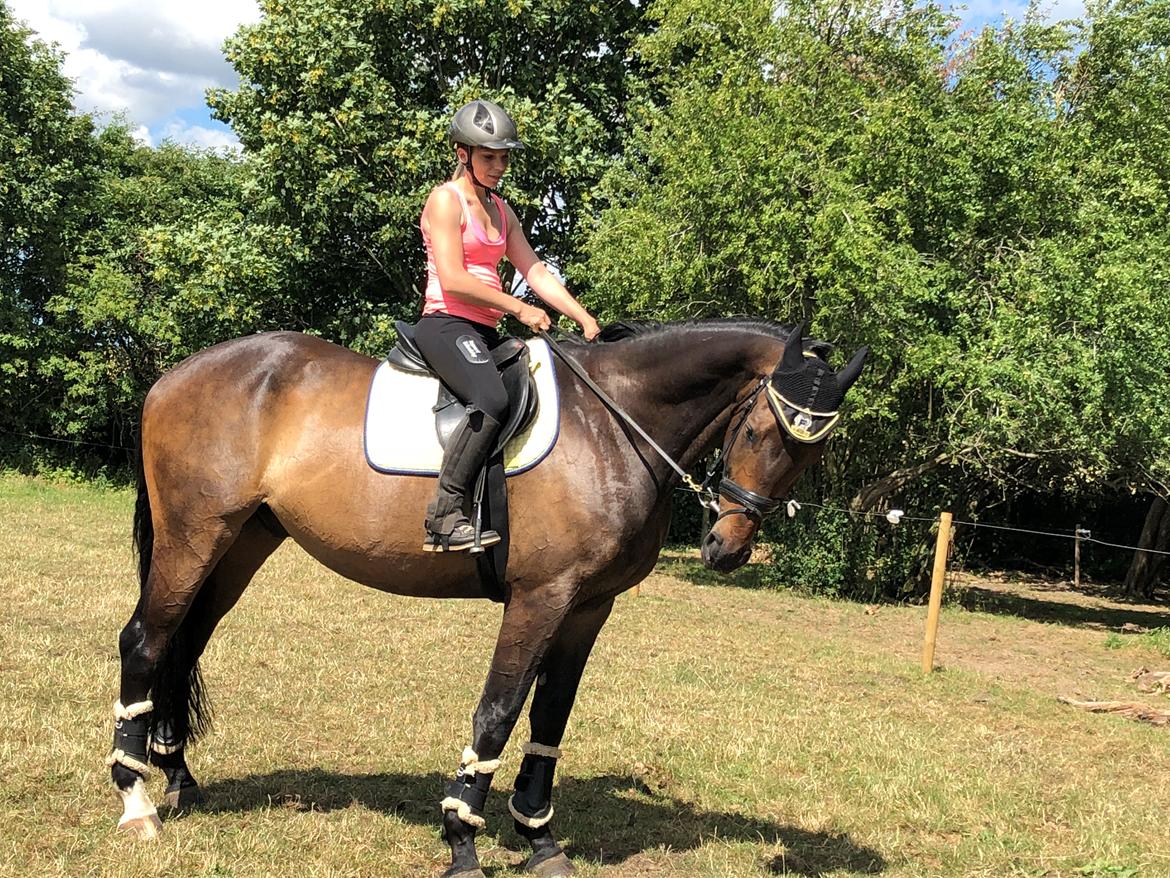 Dansk Varmblod Pelé billede 7