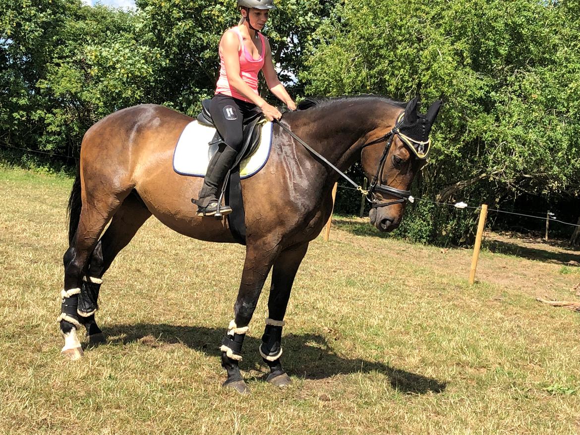 Dansk Varmblod Pelé billede 9