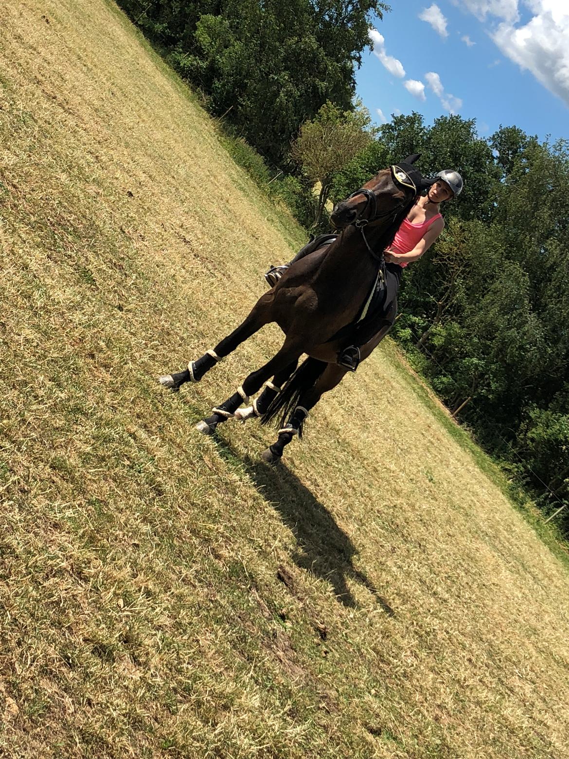 Dansk Varmblod Pelé billede 10