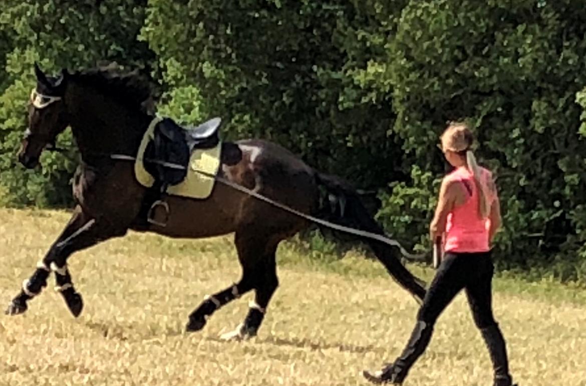 Dansk Varmblod Pelé billede 12