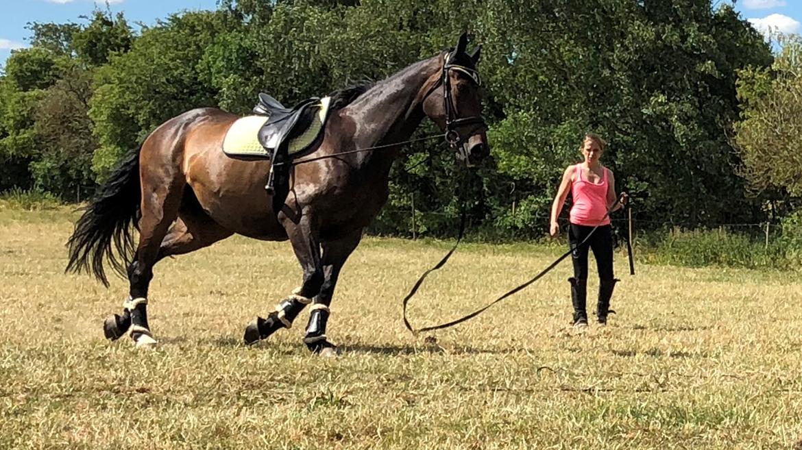 Dansk Varmblod Pelé billede 13