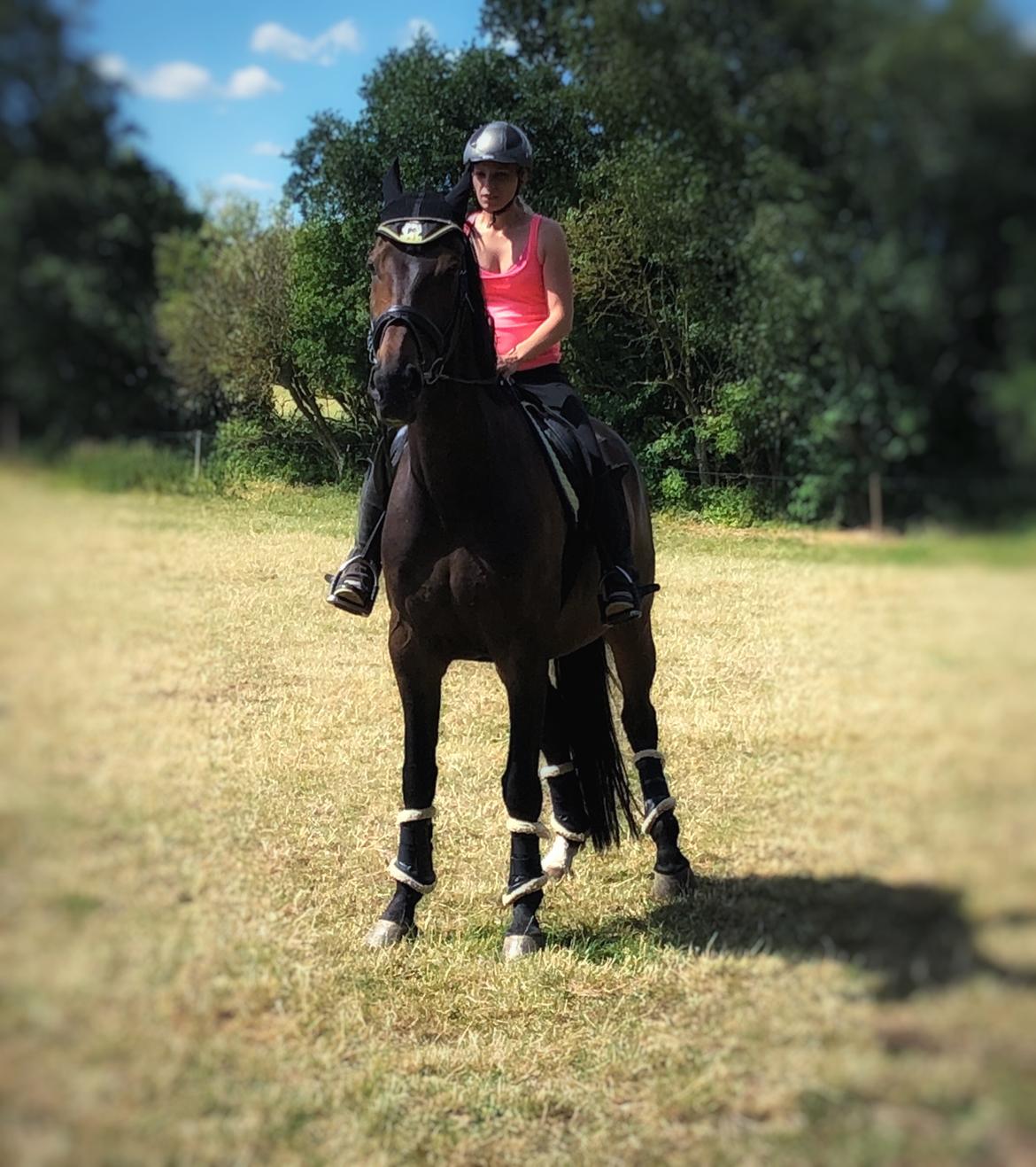 Dansk Varmblod Pelé billede 11