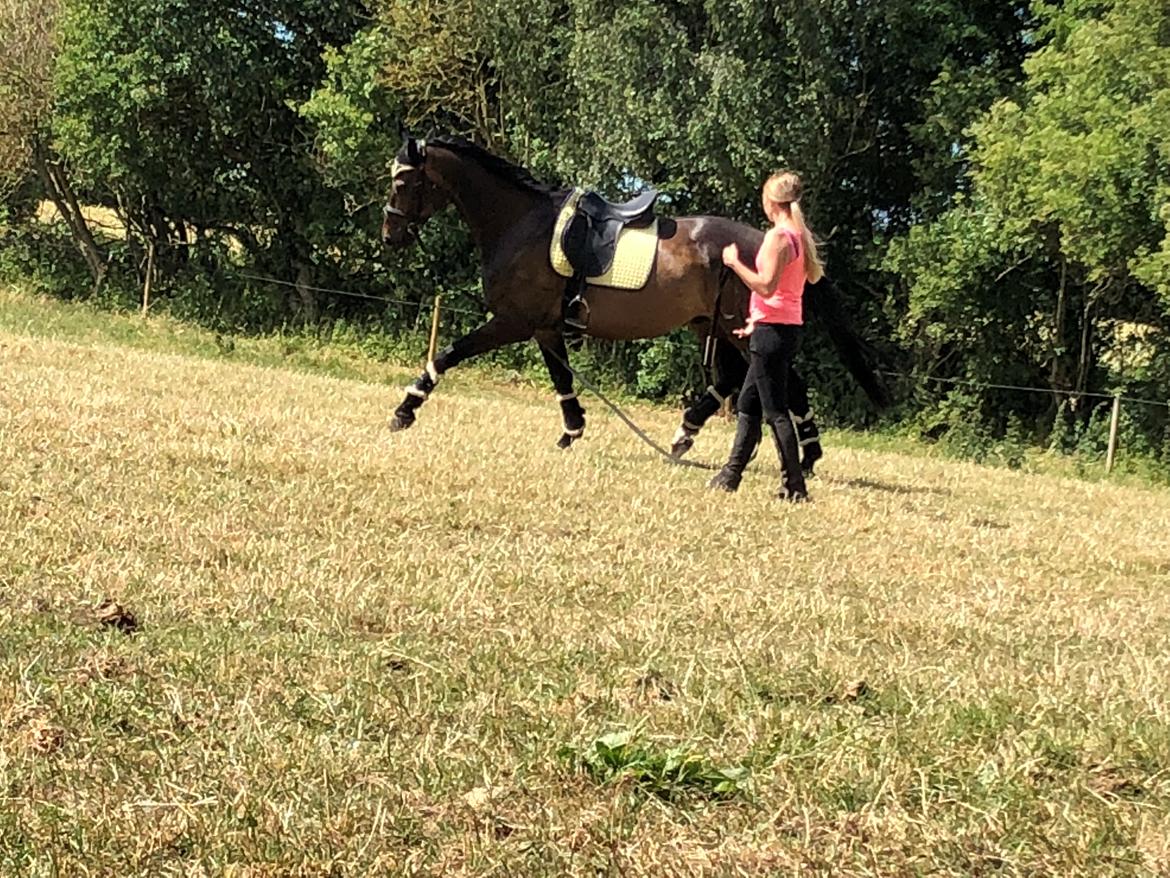 Dansk Varmblod Pelé billede 14