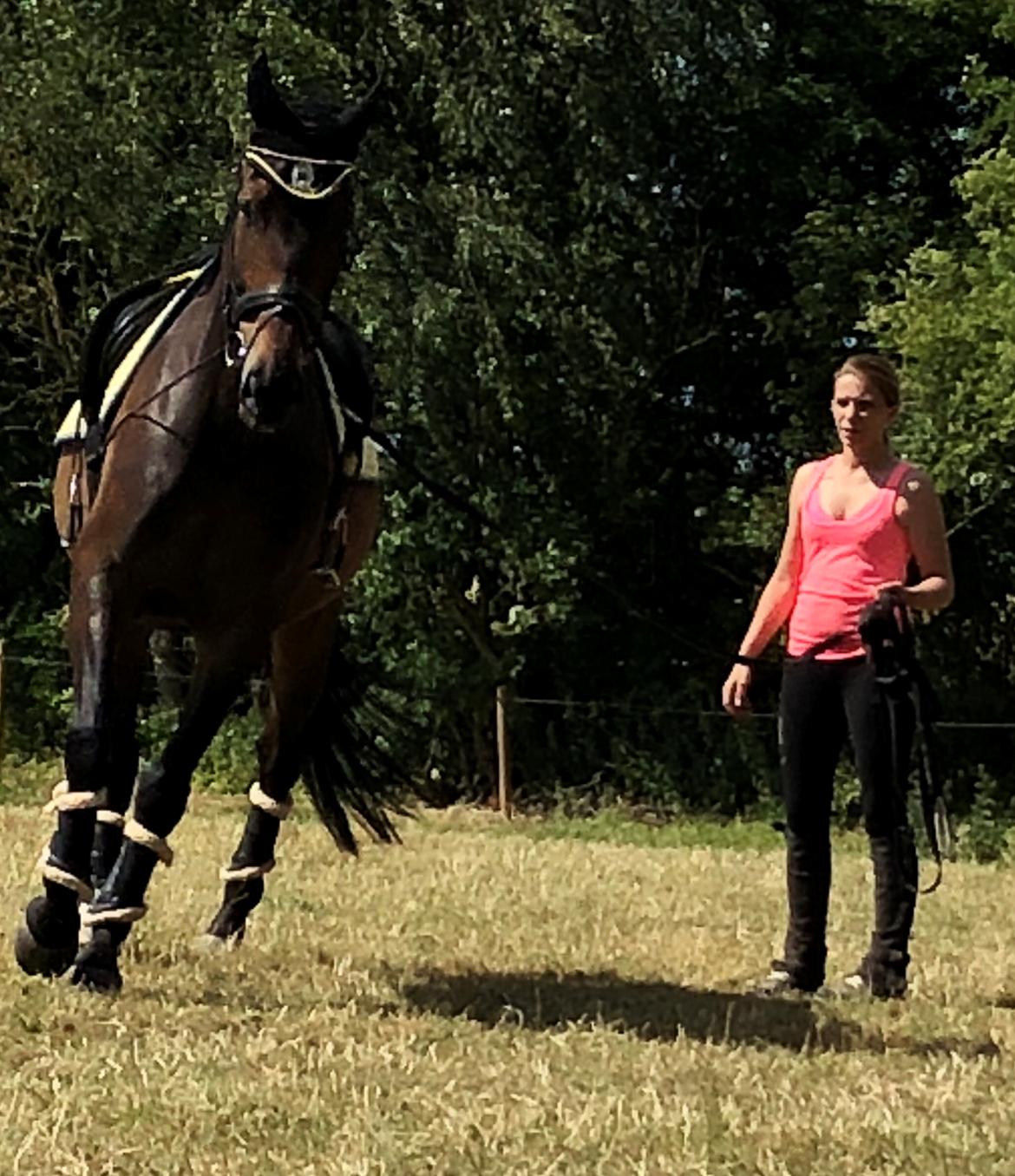 Dansk Varmblod Pelé billede 16