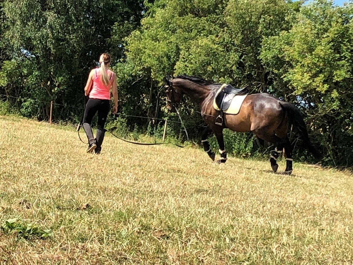 Dansk Varmblod Pelé billede 15