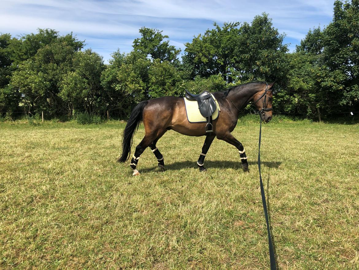 Dansk Varmblod Pelé billede 18