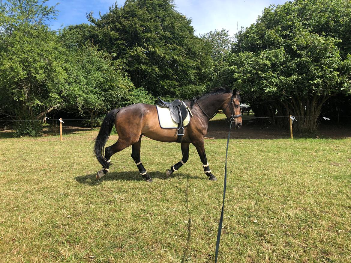 Dansk Varmblod Pelé billede 17