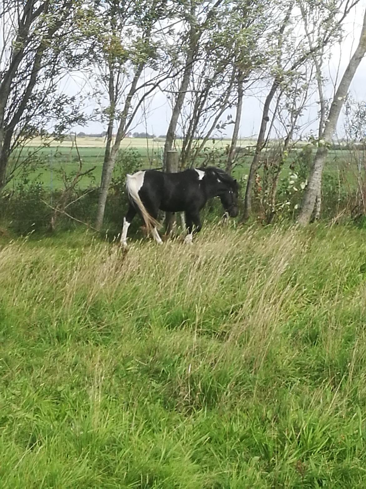 Anden særlig race Simba billede 1