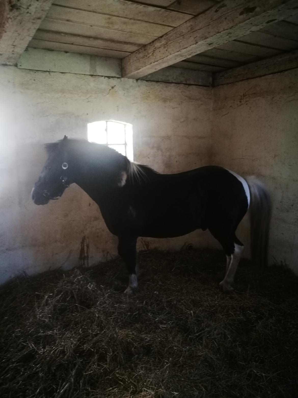 Anden særlig race Simba billede 2