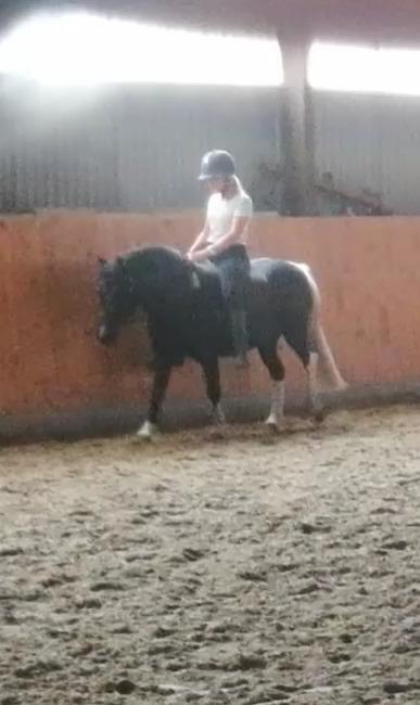 Anden særlig race Simba billede 3