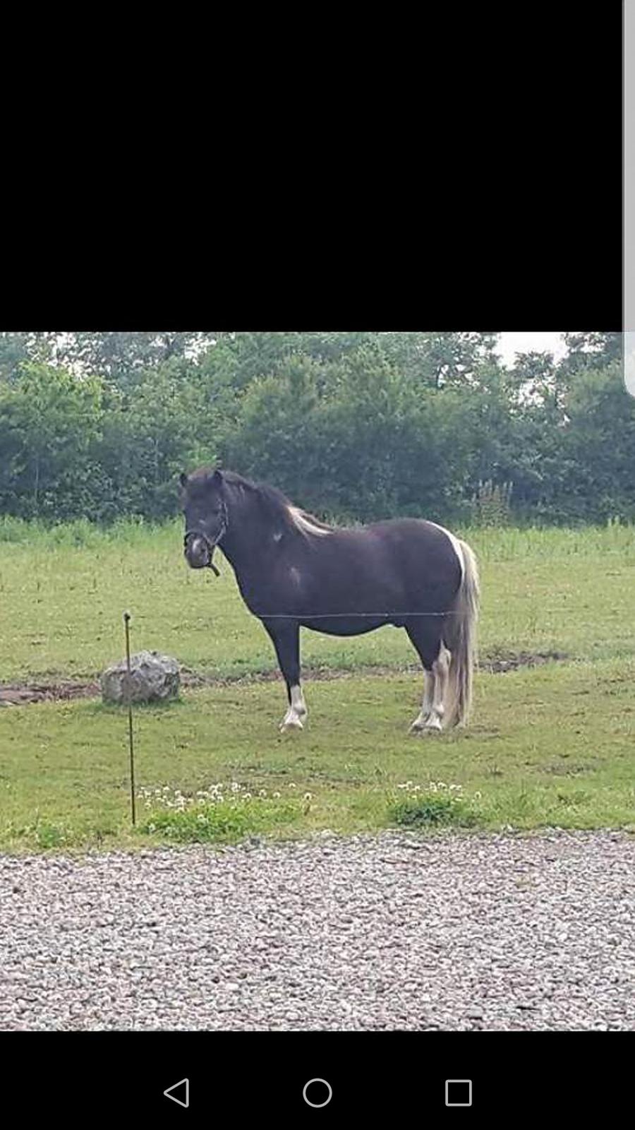 Anden særlig race Simba billede 5