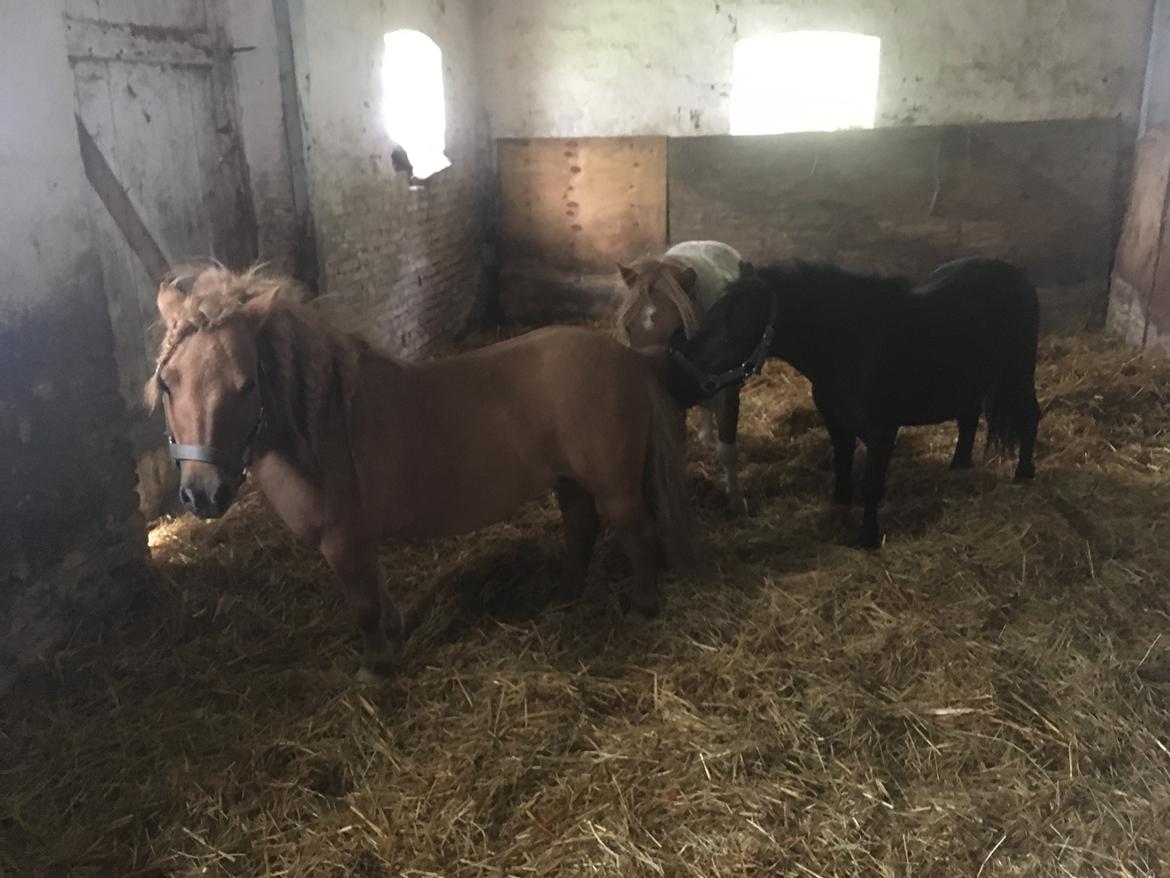 Shetlænder I Baunti's Kaiser De  Beelzebub billede 16