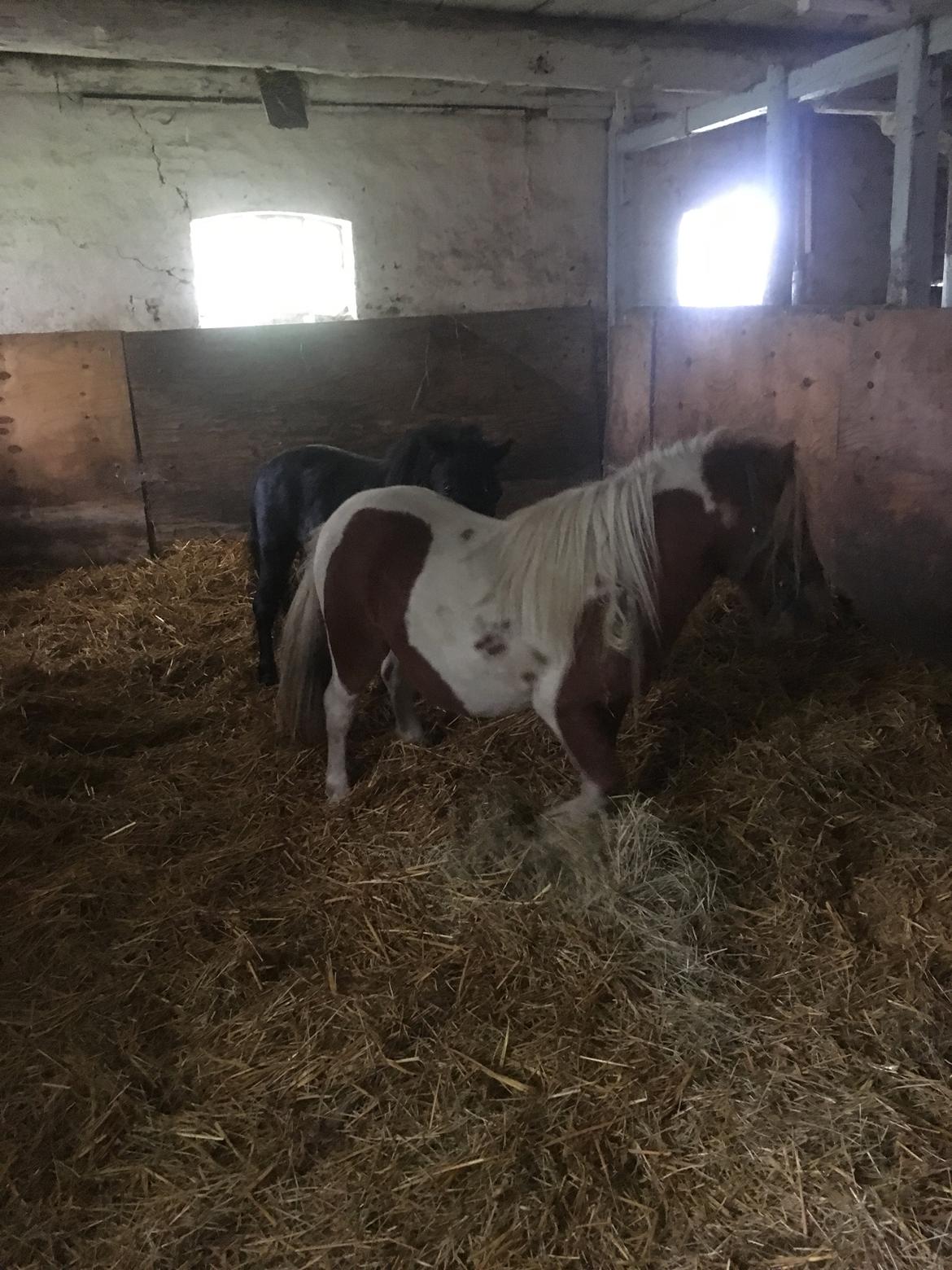 Shetlænder I Baunti's Kaiser De  Beelzebub billede 15