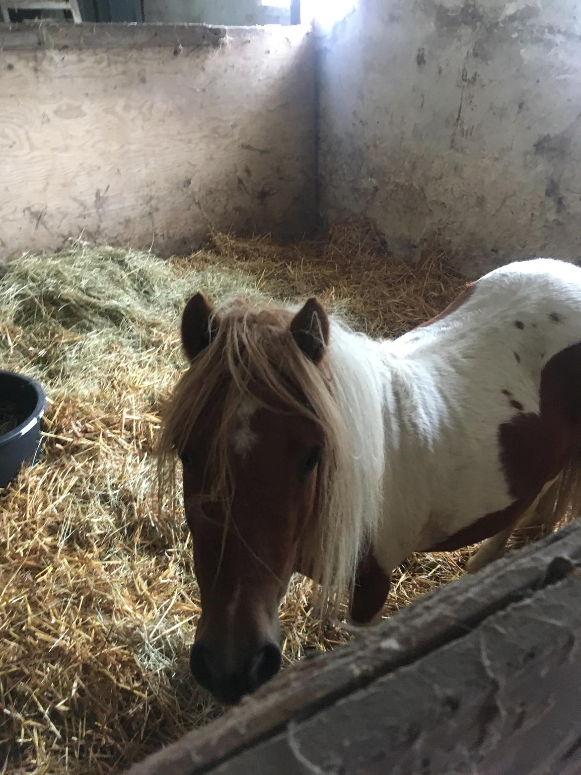 Shetlænder I Baunti's Kaiser De  Beelzebub billede 17