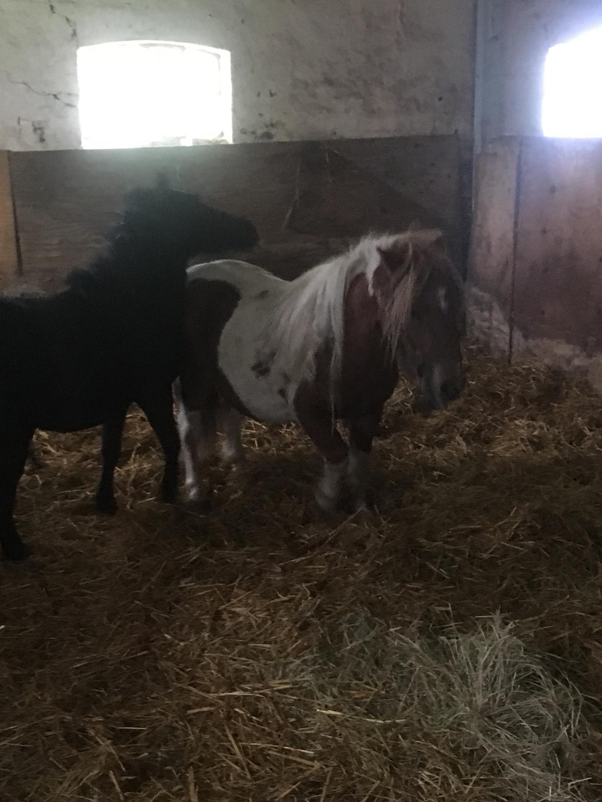 Shetlænder I Baunti's Kaiser De  Beelzebub billede 14