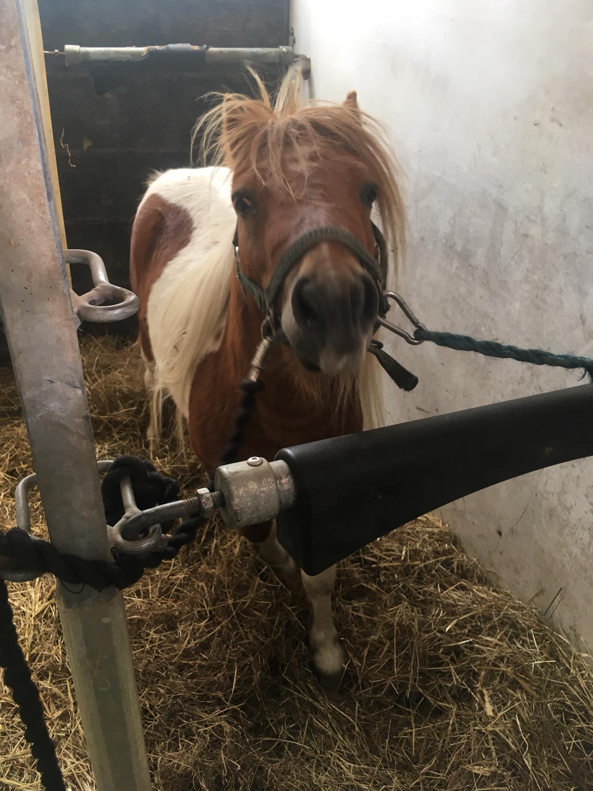 Shetlænder I Baunti's Kaiser De  Beelzebub billede 20