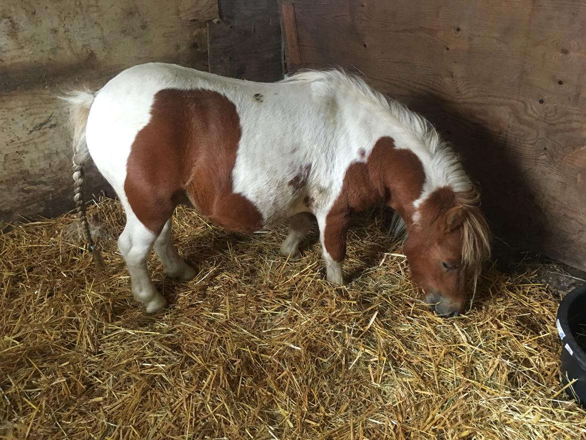 Shetlænder I Baunti's Kaiser De  Beelzebub billede 18