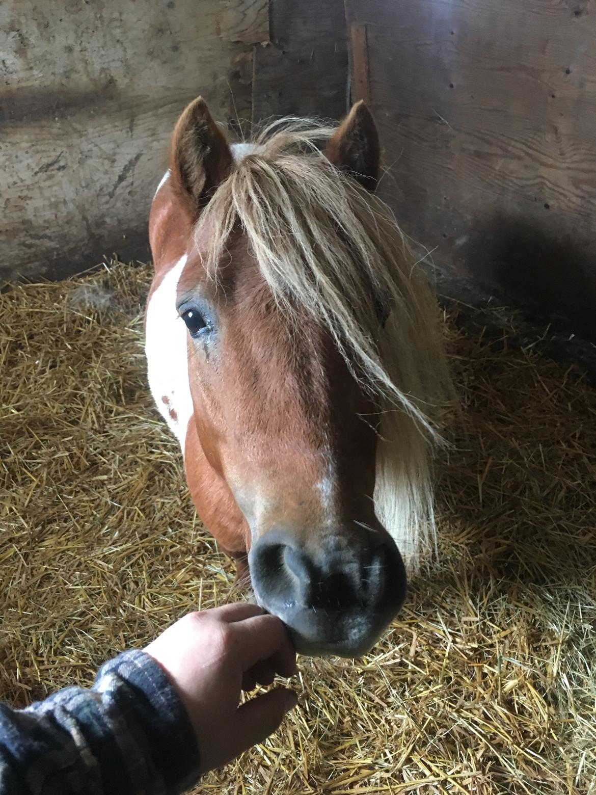 Shetlænder I Baunti's Kaiser De  Beelzebub billede 21