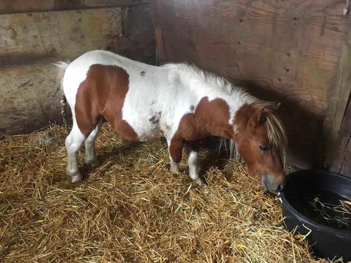 Shetlænder I Baunti's Kaiser De  Beelzebub billede 19