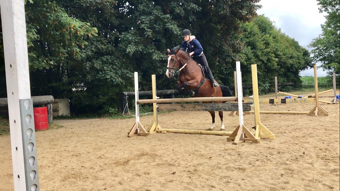 Anden særlig race Charmeur billede 13