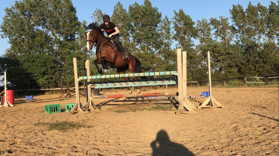 Anden særlig race Charmeur billede 15