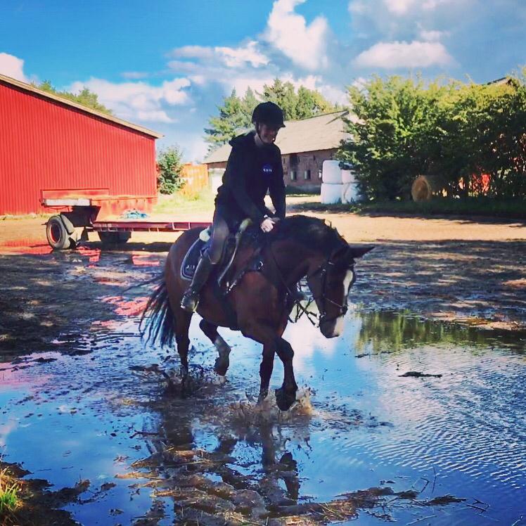 Anden særlig race Charmeur billede 17