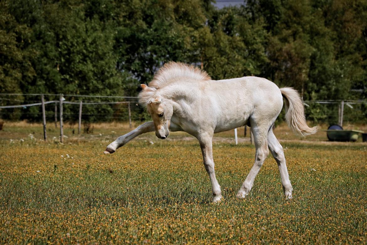 Fjordhest Cornelius Cordus billede 2