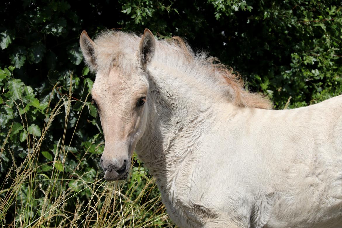 Fjordhest Cornelius Cordus billede 1