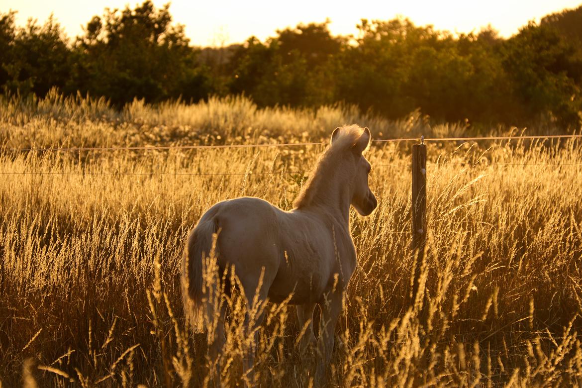 Fjordhest Cornelius Cordus billede 18