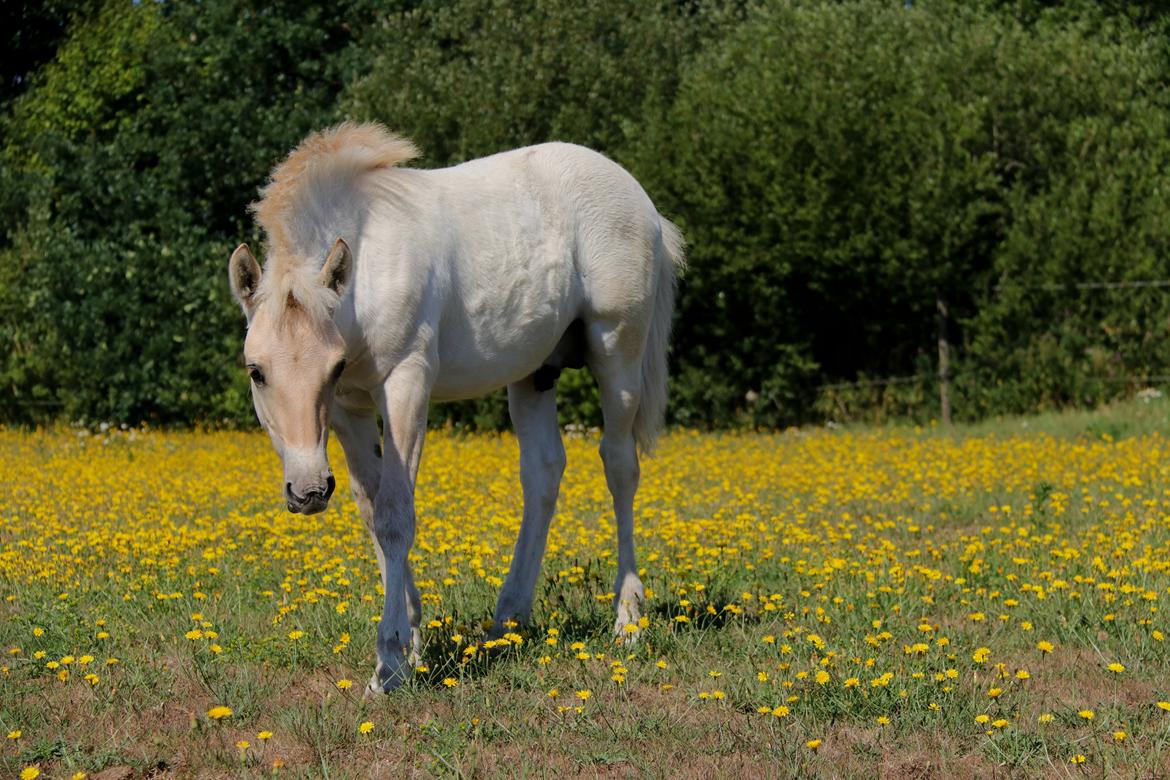 Fjordhest Cornelius Cordus billede 7