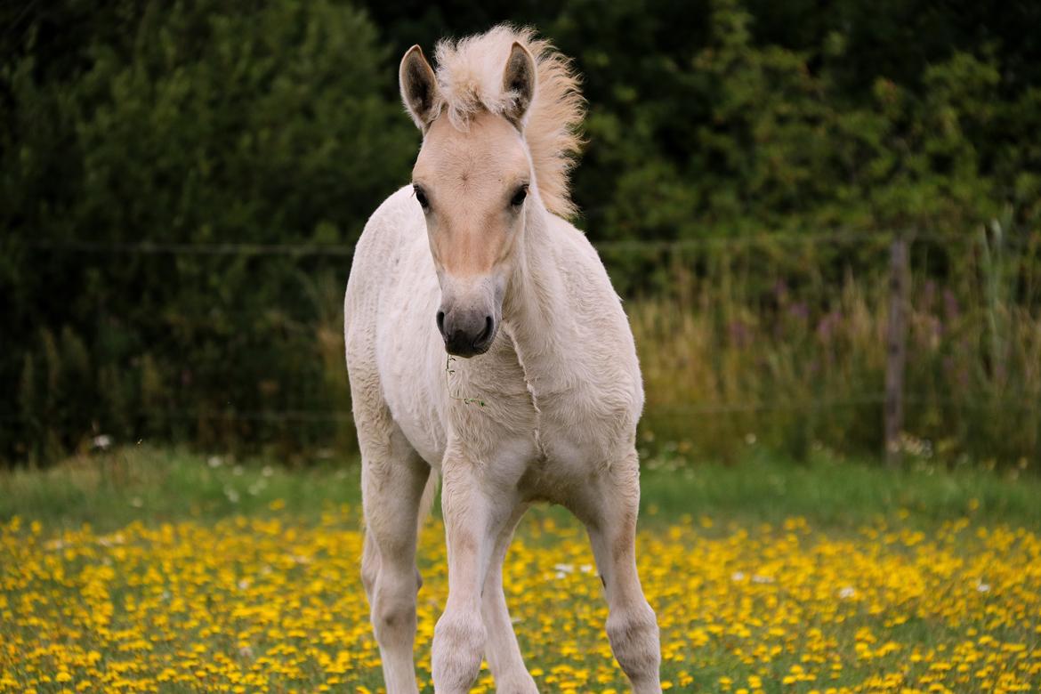 Fjordhest Cornelius Cordus billede 19