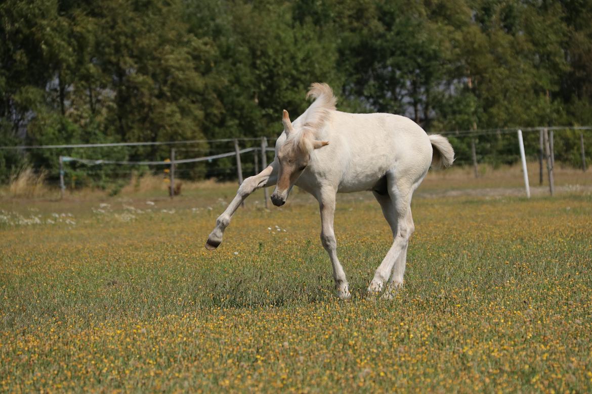Fjordhest Cornelius Cordus billede 20