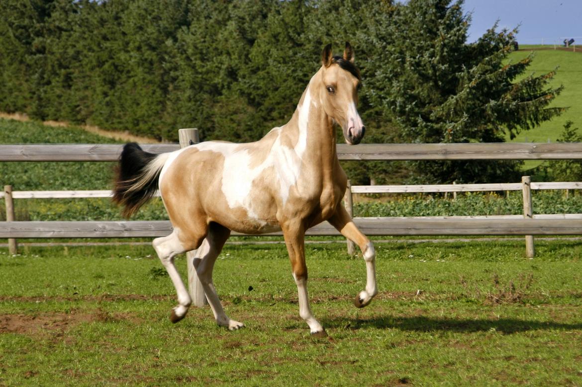 Tennessee Walker | Pride'n'Justice - 1 år gammel billede 3