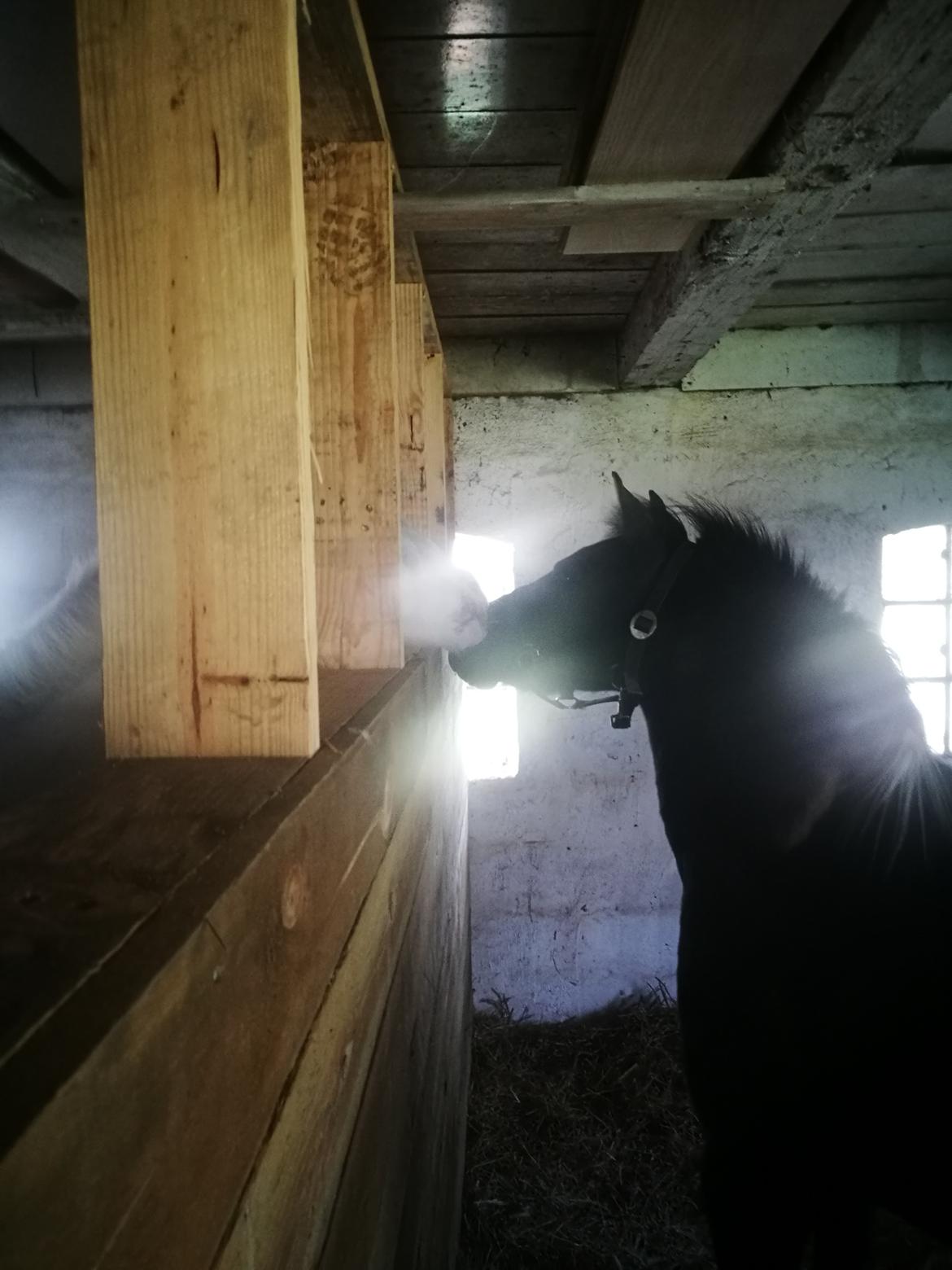 Anden særlig race Simba billede 7