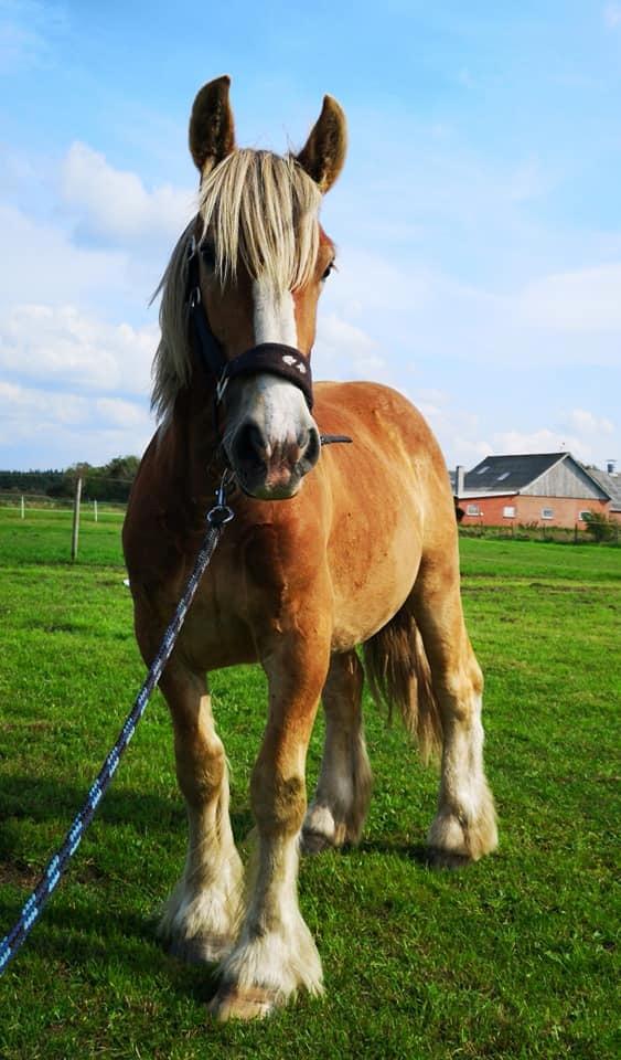 Jyde Triton Tindbæklund billede 9