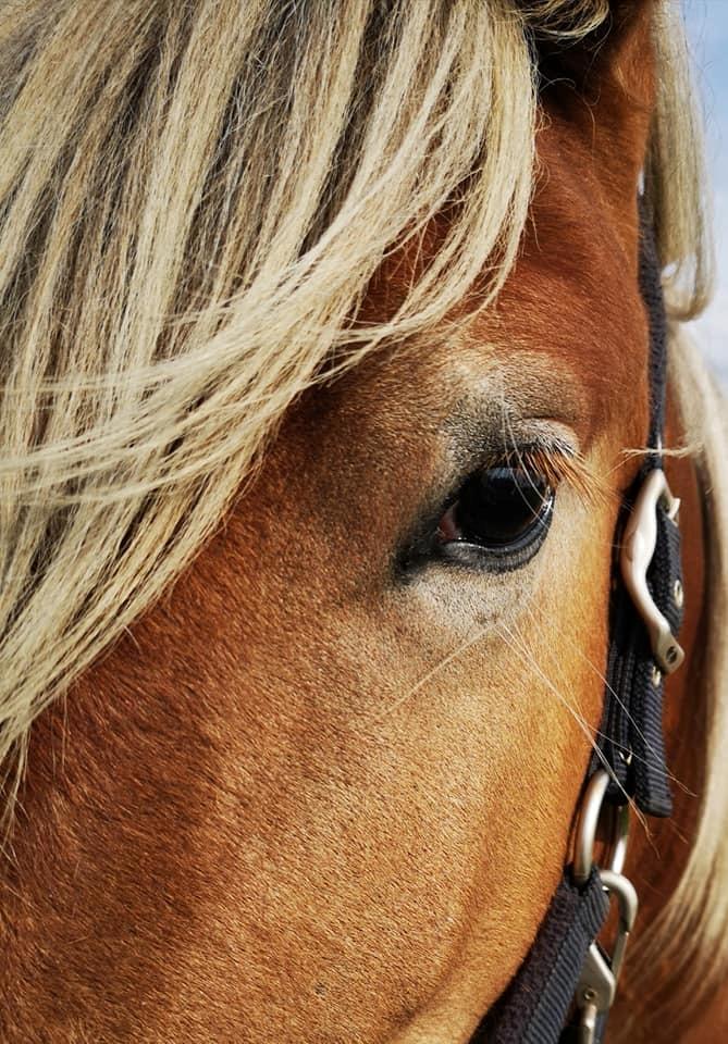Jyde Triton Tindbæklund billede 10