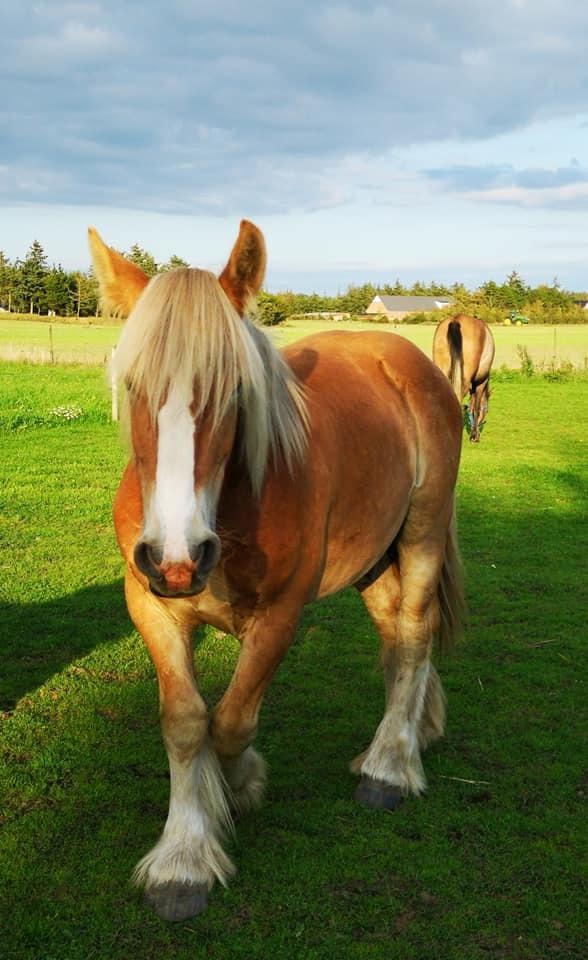 Jyde Triton Tindbæklund billede 8