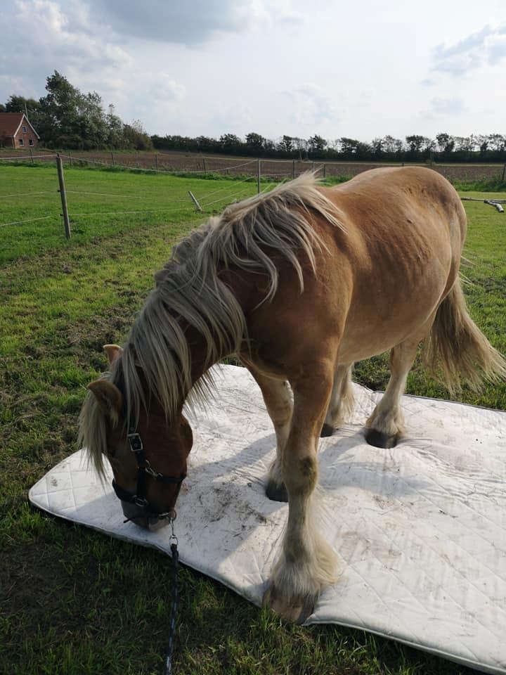 Jyde Triton Tindbæklund billede 11