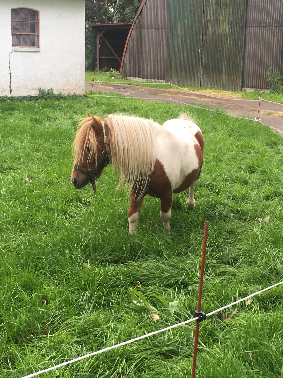 Shetlænder I Baunti's Kaiser De  Beelzebub billede 22