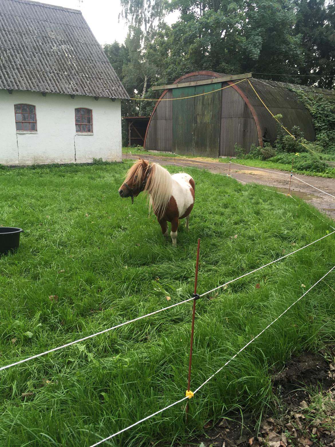 Shetlænder I Baunti's Kaiser De  Beelzebub billede 23