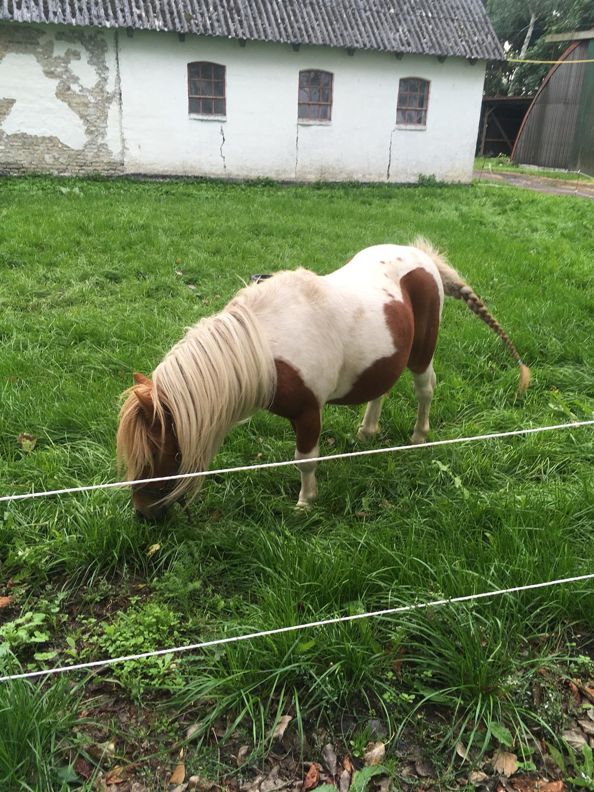 Shetlænder I Baunti's Kaiser De  Beelzebub billede 24