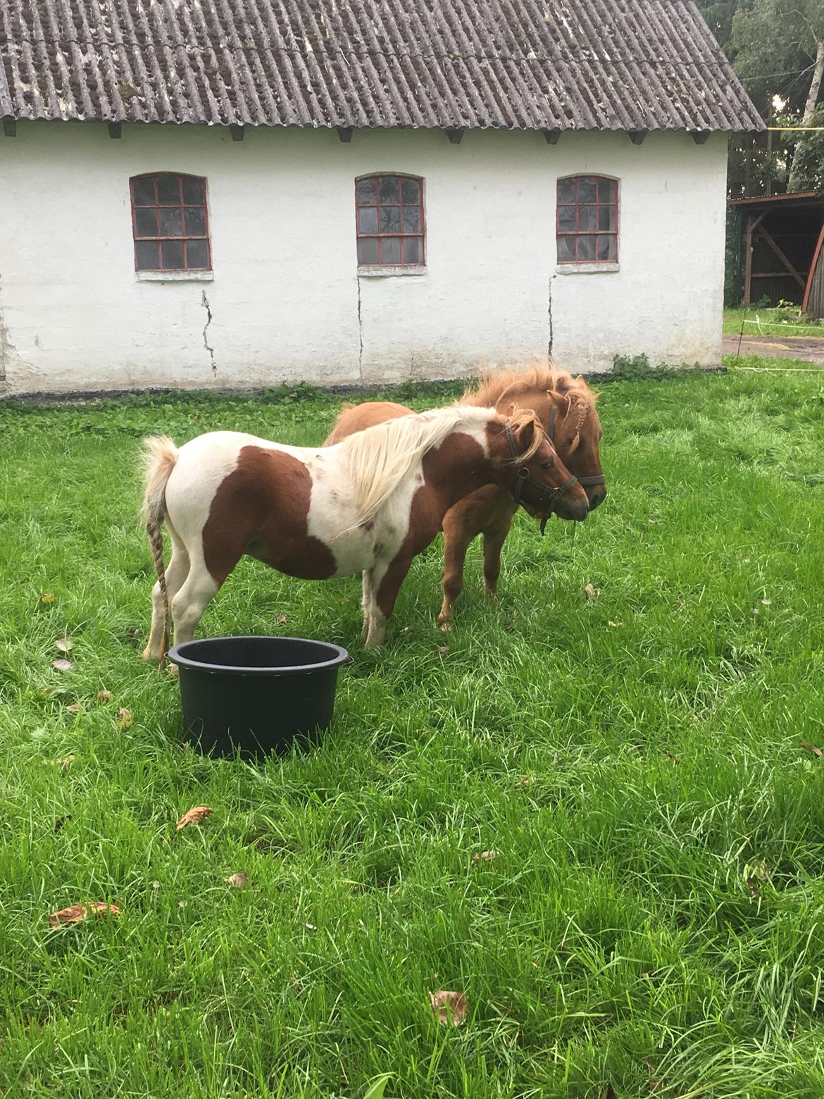 Shetlænder I Baunti's Kaiser De  Beelzebub billede 25