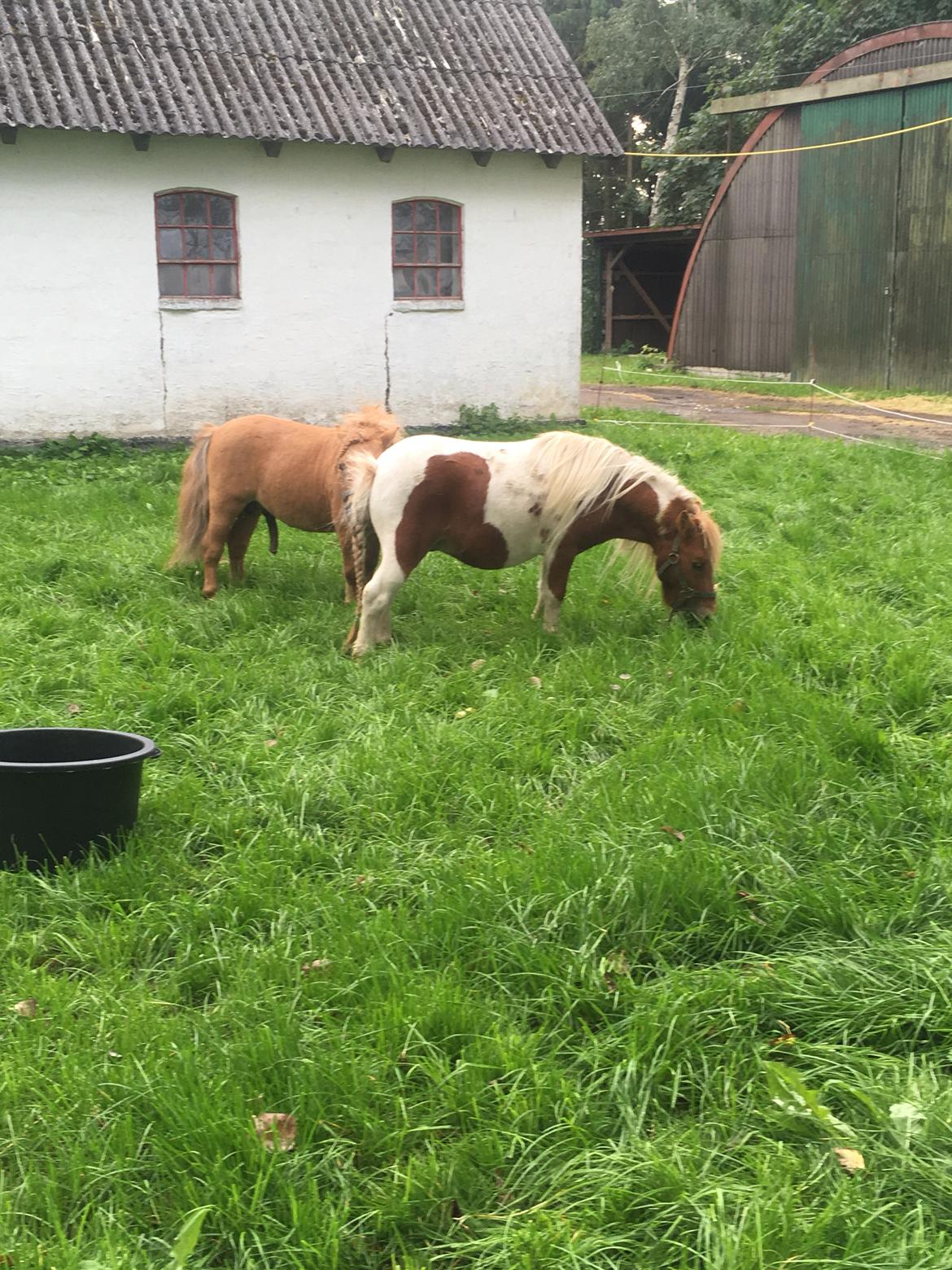 Shetlænder I Baunti's Kaiser De  Beelzebub billede 26