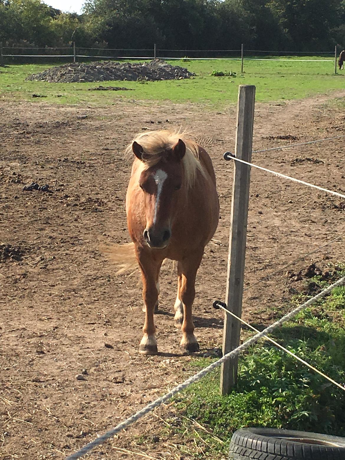 Anden særlig race Bådsgårds Cocktail billede 8