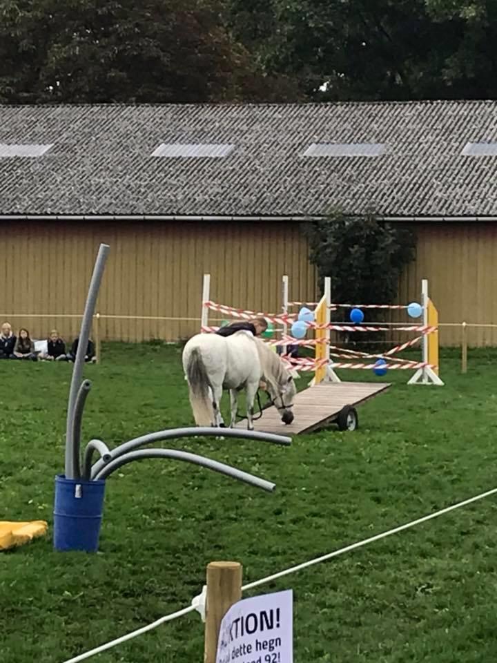 Welsh Mountain (sec A) Team J Nielsen's Felix - SHD 2018 billede 20