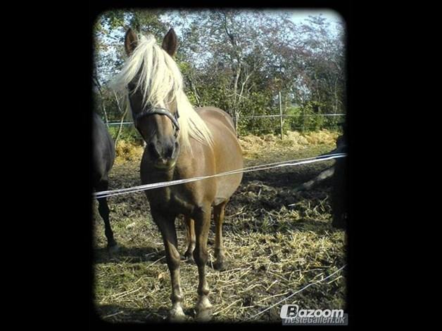 Haflinger Isabel billede 14