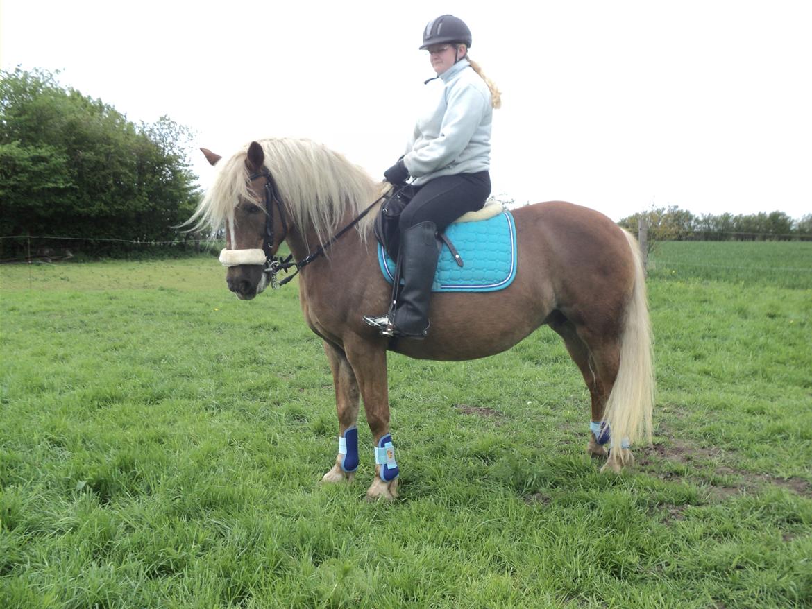 Haflinger Isabel billede 17