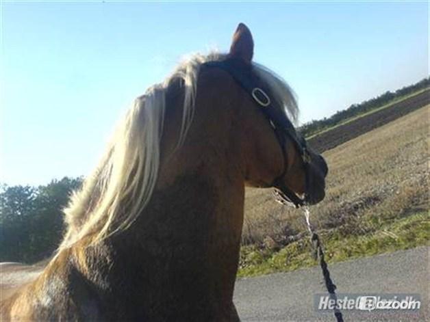 Haflinger Isabel billede 18