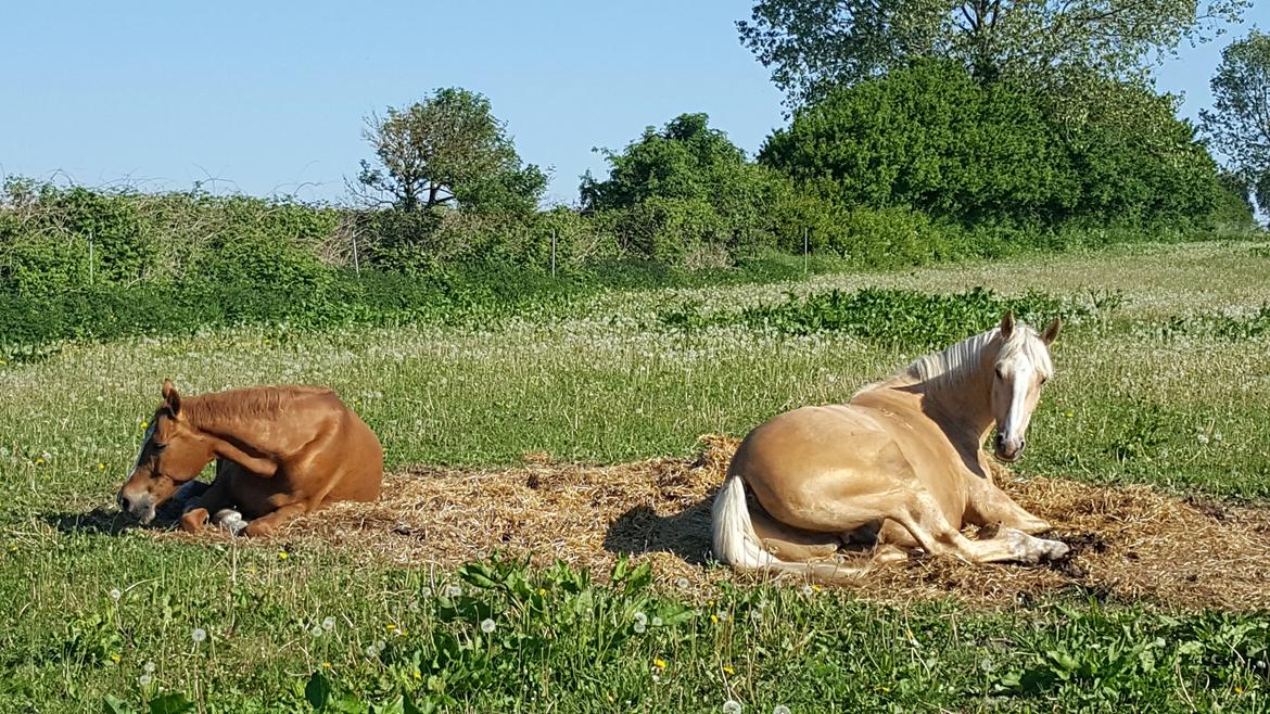 Palomino Matinique billede 15